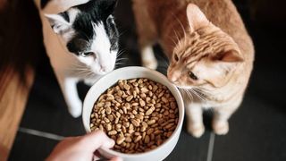 Two cats sniffing a bowl of dry cat food