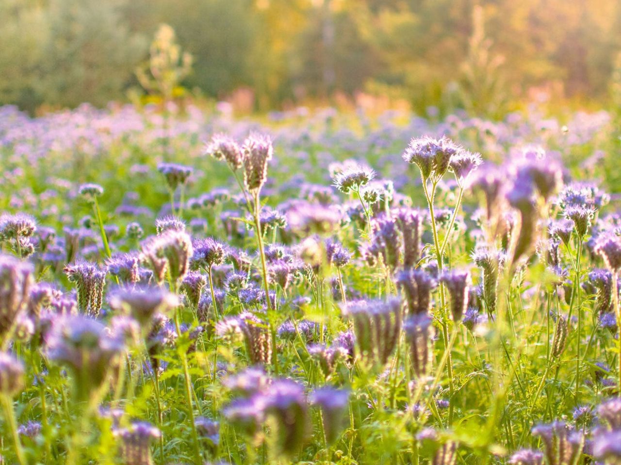 Purple Native Cover Crops