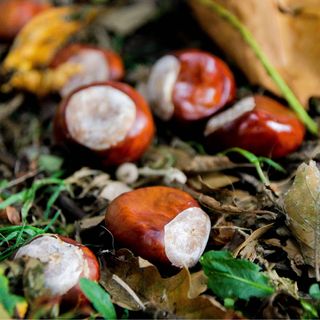 Shiny brown conkers scattered on the floor around a horse chestnut tree