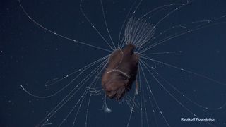The small, parasitic male anglerfish is seen attached to the female's belly. The pair will remain this way for life.