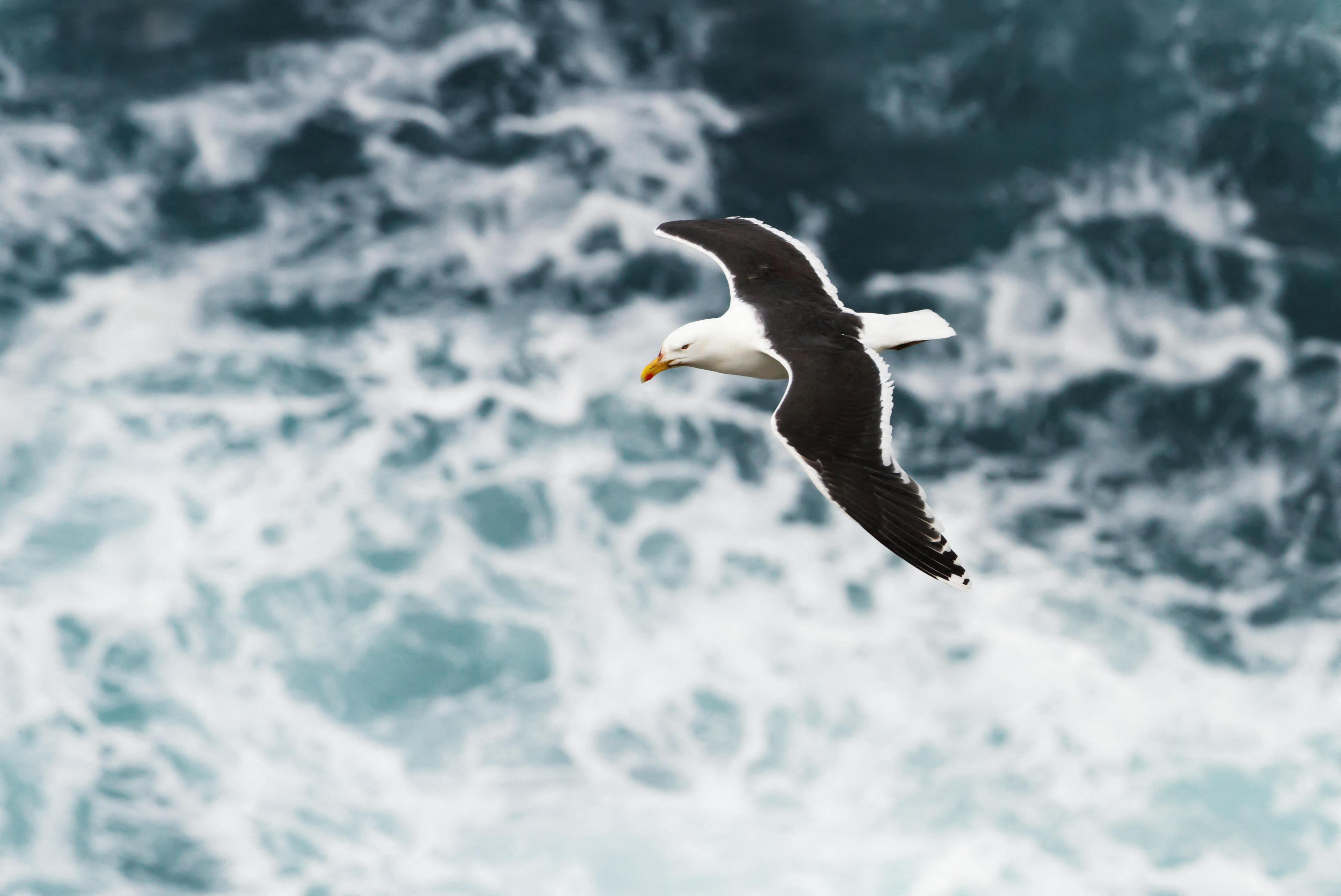 Large gull