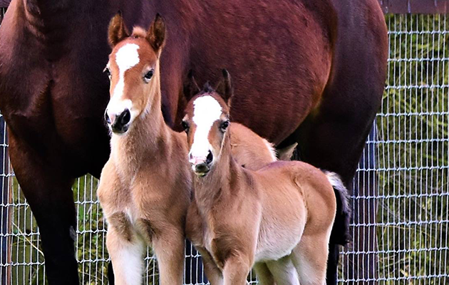 Twin foals are a rare occurance but can survive