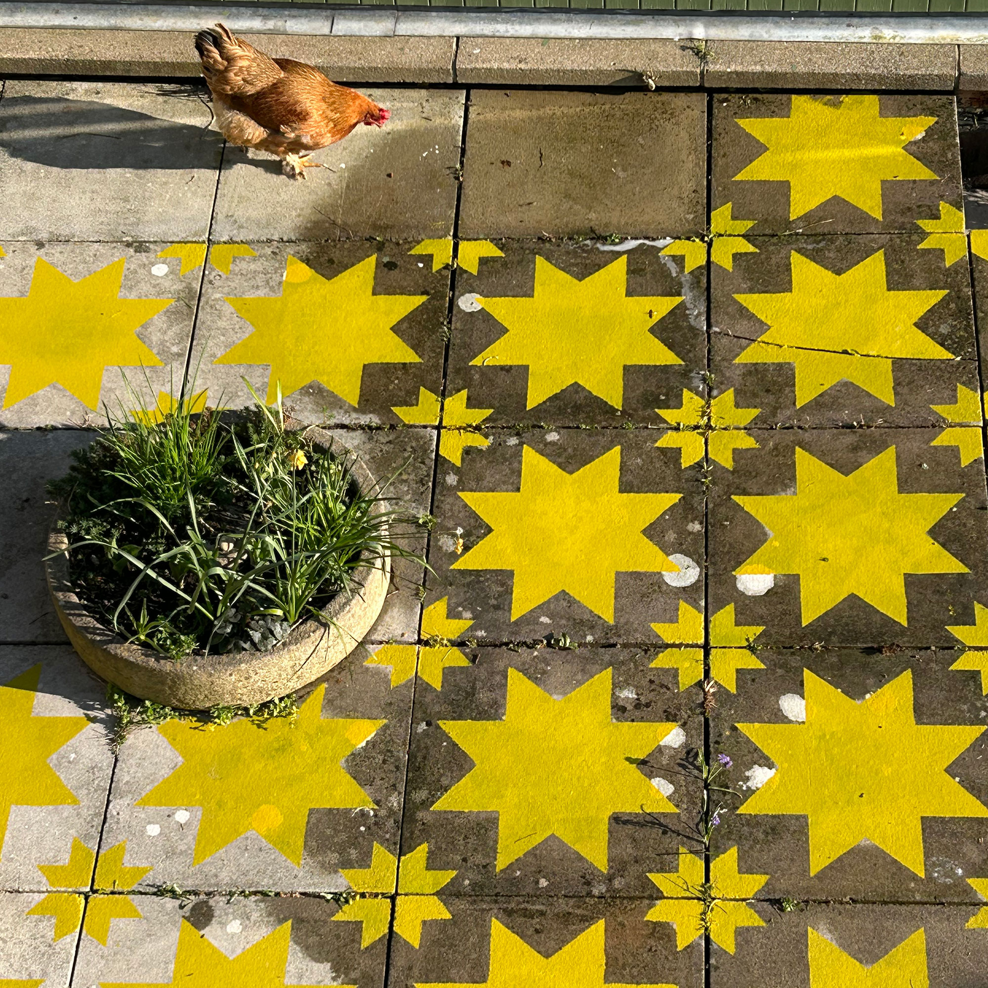 Patio slabs painted being painted with yellow star design as chicken looks on