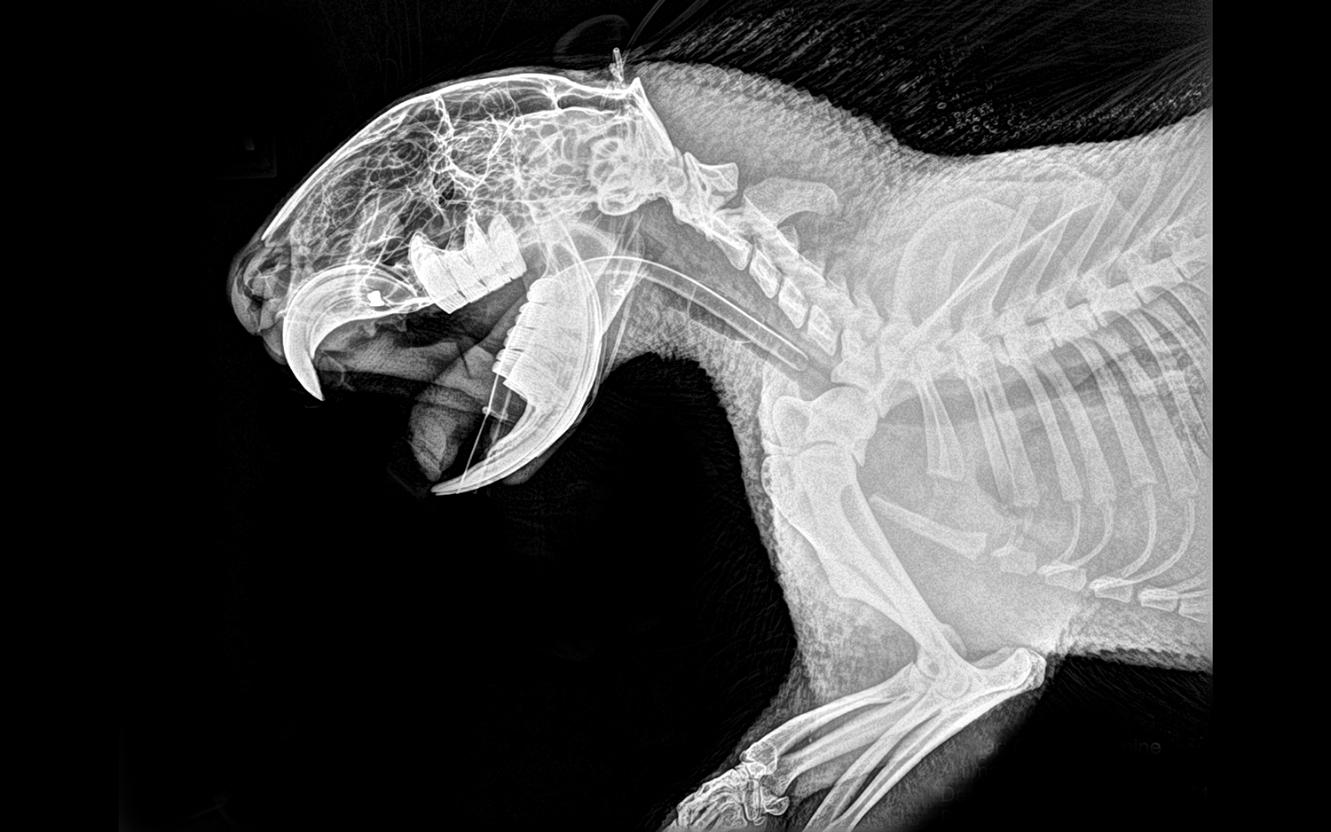 Zoo's Animal X-Rays Reveal Spooky, Scary Skeletons | Live Science