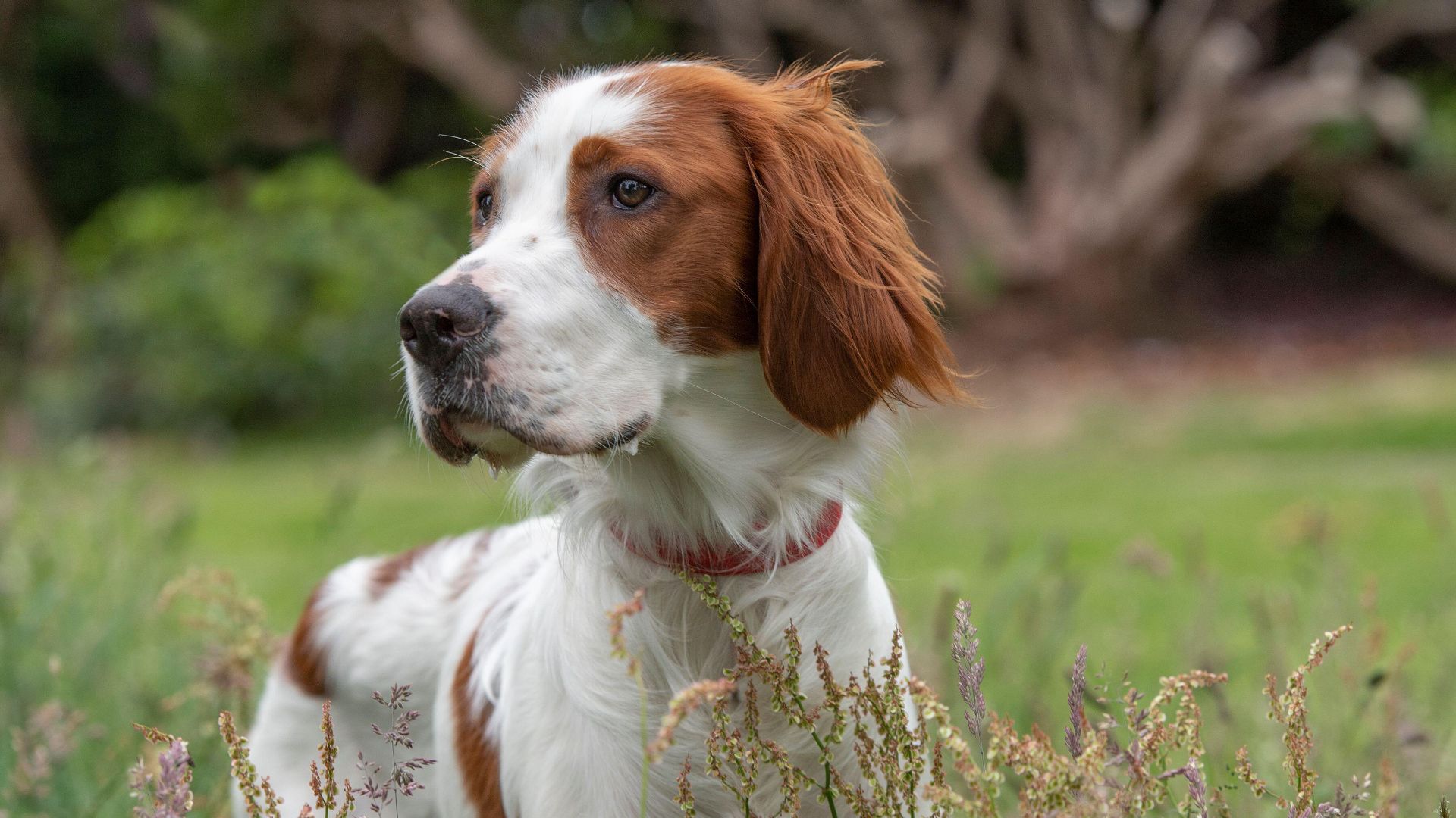 Irish Red and White Setter lying down