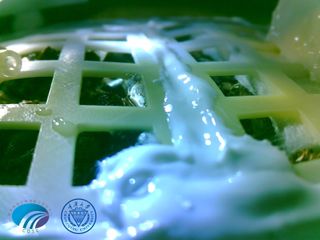 Chinese scientists released this image of a cotton plant germinating in its tank on the moon’s far side aboard the Chang'e 4 lander. The photograph was taken Jan. 7, 2019.