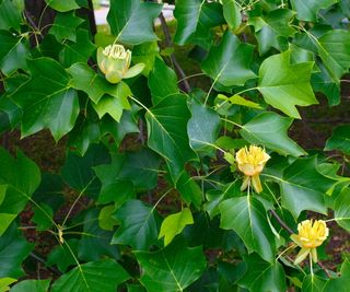 Tulip tree with unique foliage and yellow blooms