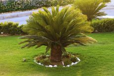 Large Sago Palm In A Yard