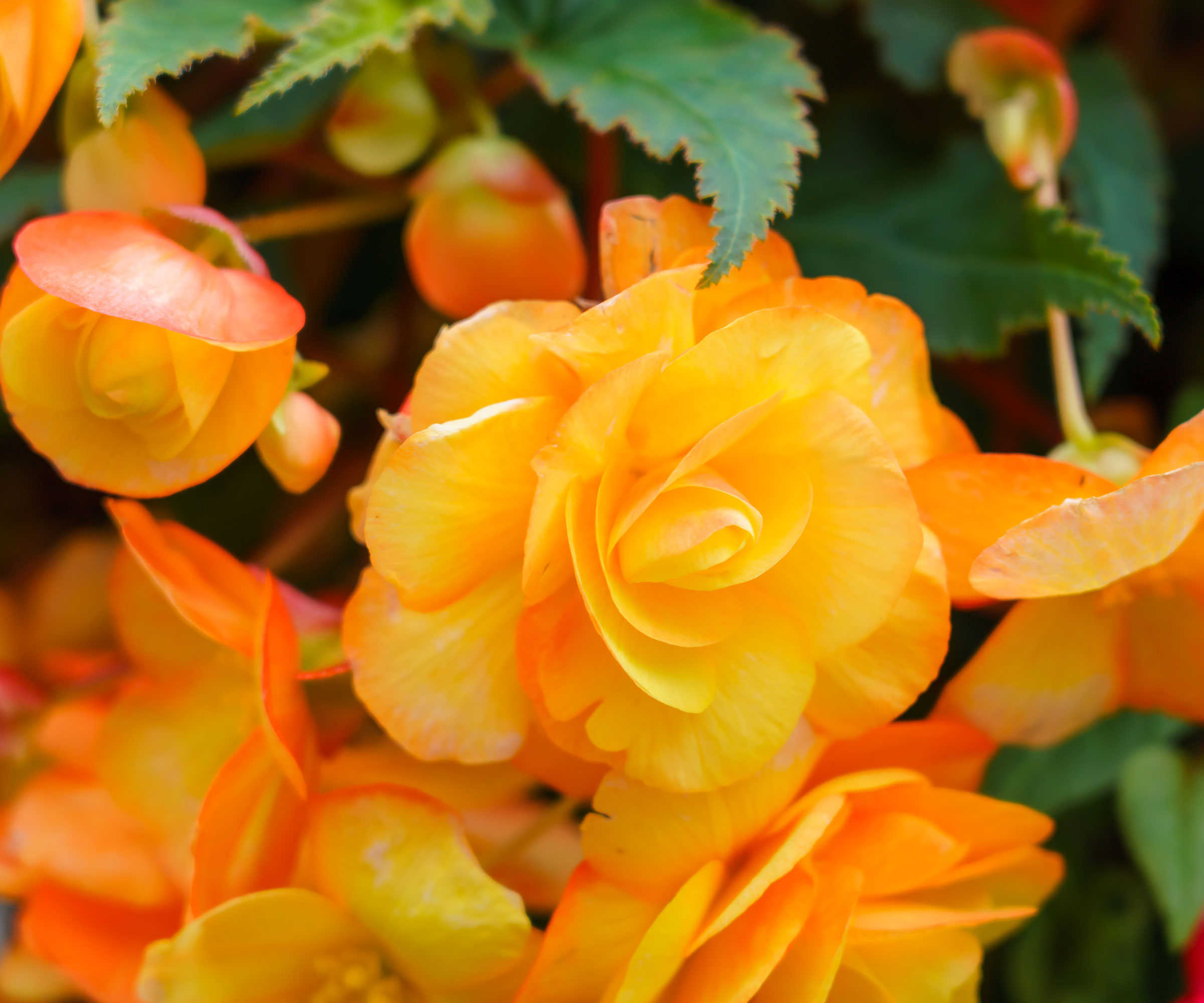 apricot and orange begonia flowers on plant