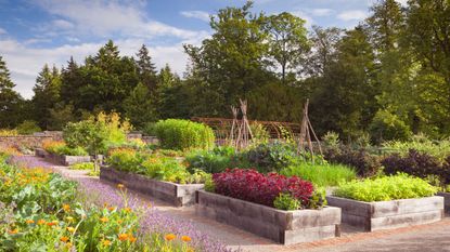 Several raised garden beds in a grid in a garden filled with plants and vegetables