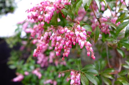 Pink Pieris Plants