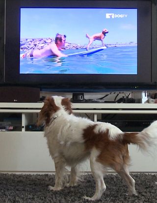 dog tv channel on dish