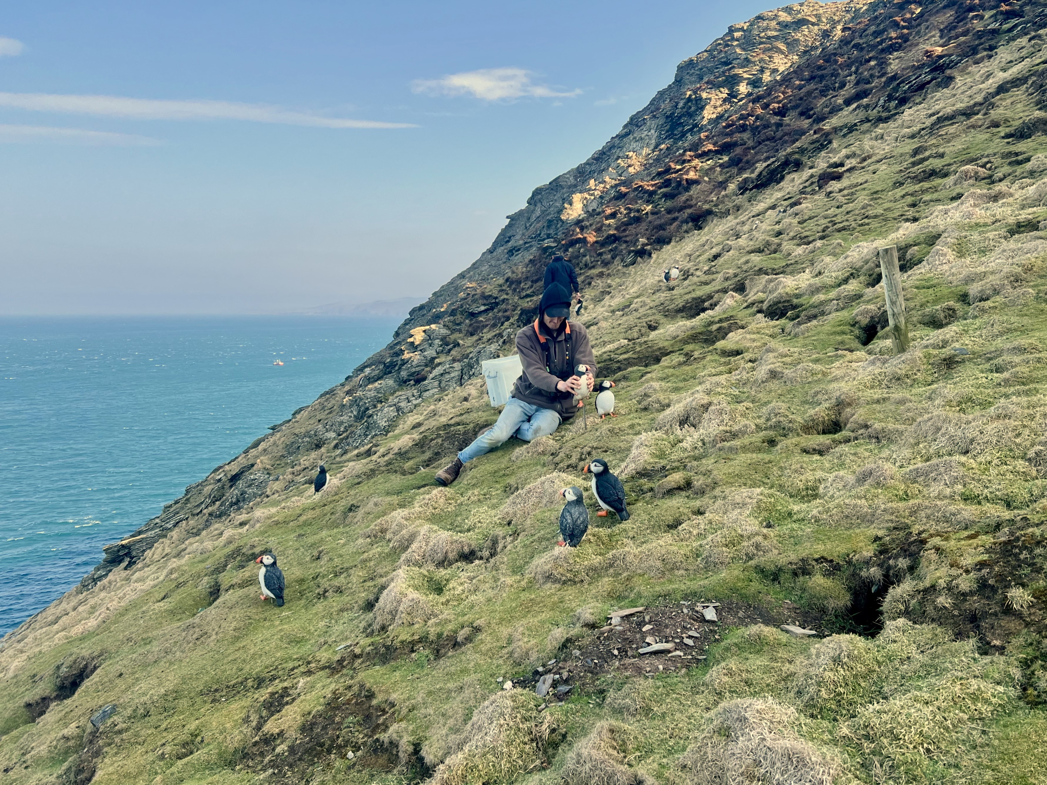 Planting decoy puffins