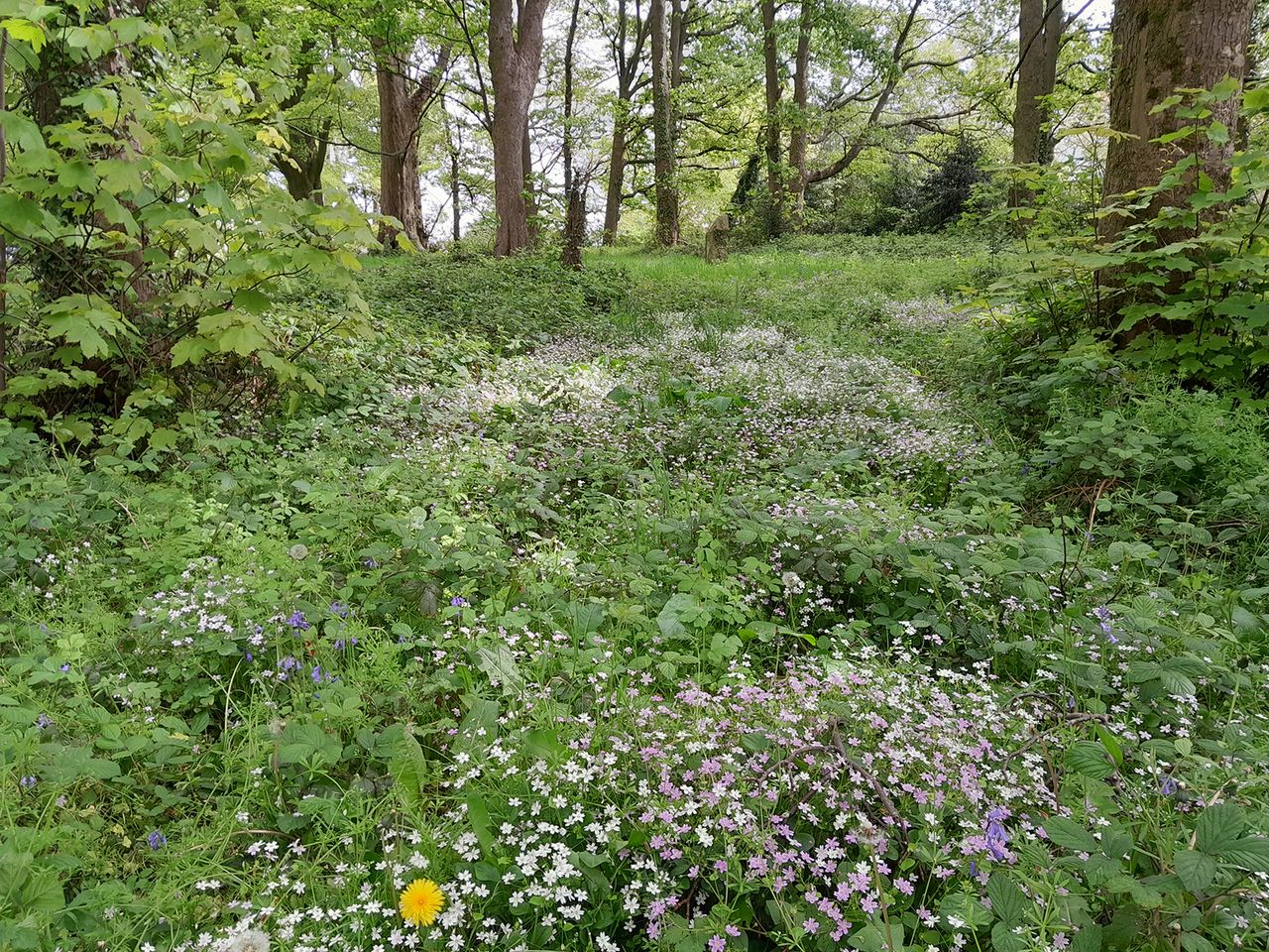 Samsung Galaxy A13 camera sample showing woodland in the day
