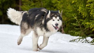 Alaskan Malamute