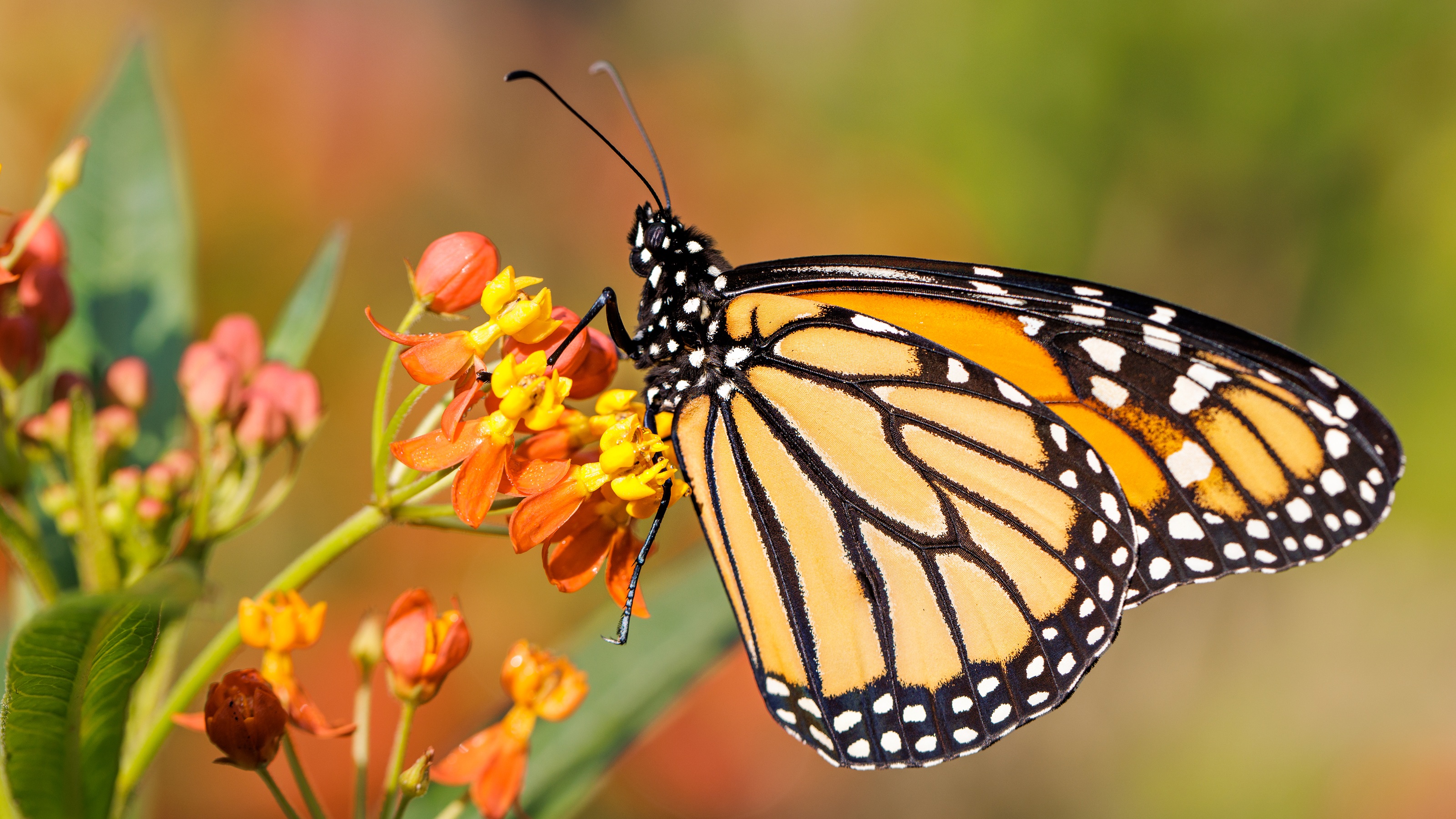 Monarch butterfly feeding on tropical milkweed