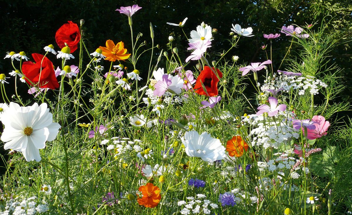 How to grow a wildflower meadow