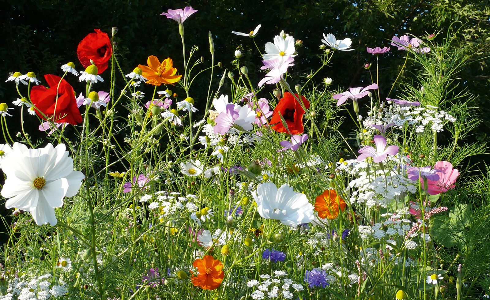 How to grow a wildflower meadow Real Homes