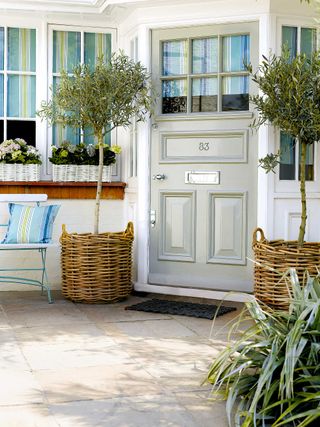 small front garden ideas: olive trees either side of front door in wicker pots