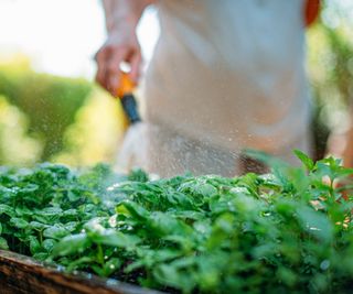 A blurry gardener in the background waters basil plants with a hose