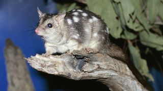 Northern quoll