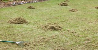 lawn with rake and piles of organic matter being removed to show if you can scarify a wet lawn