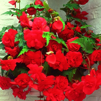 Begonia 'Red Glory' from Waitrose Garden