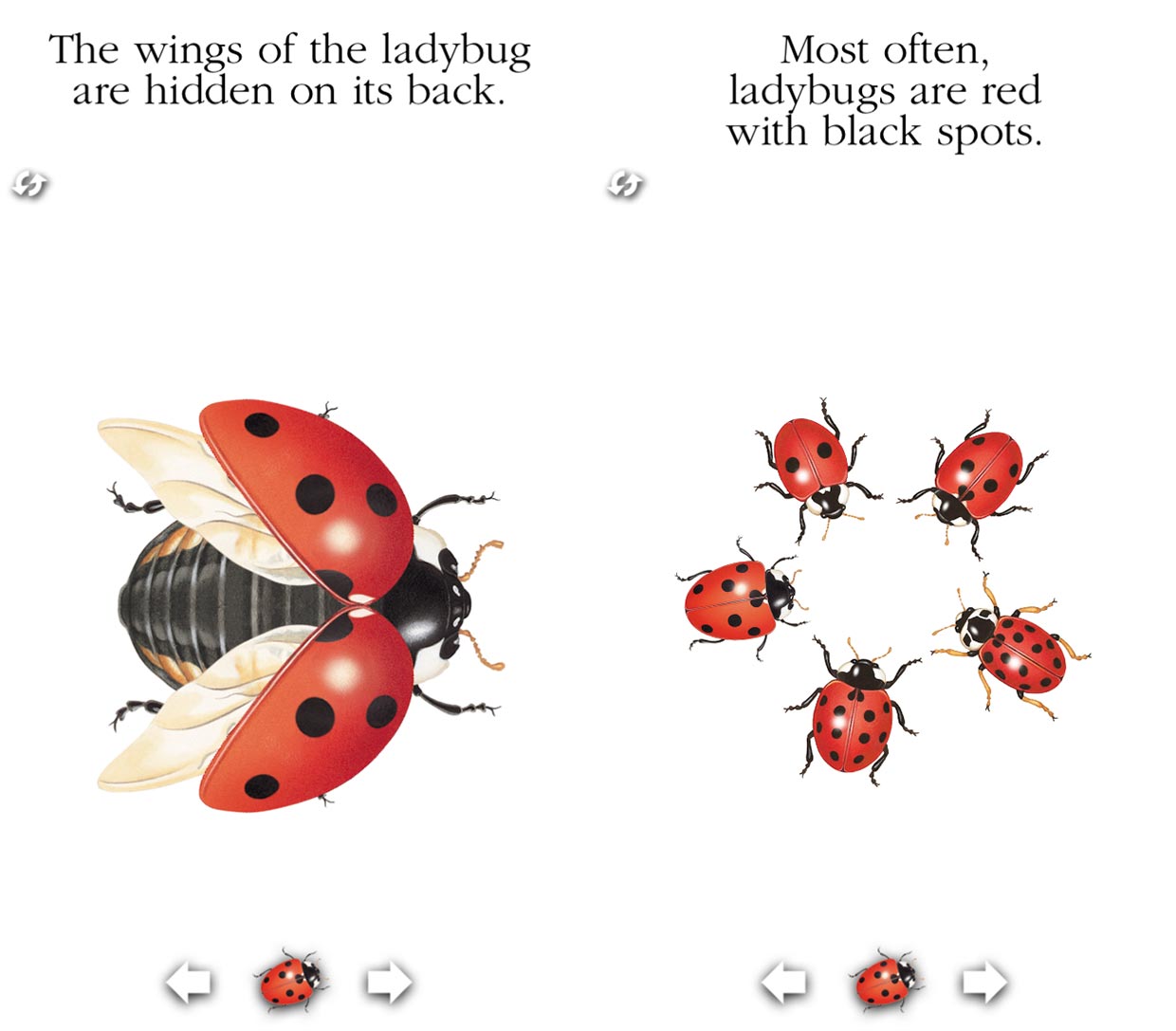 Ladybug bodyparts