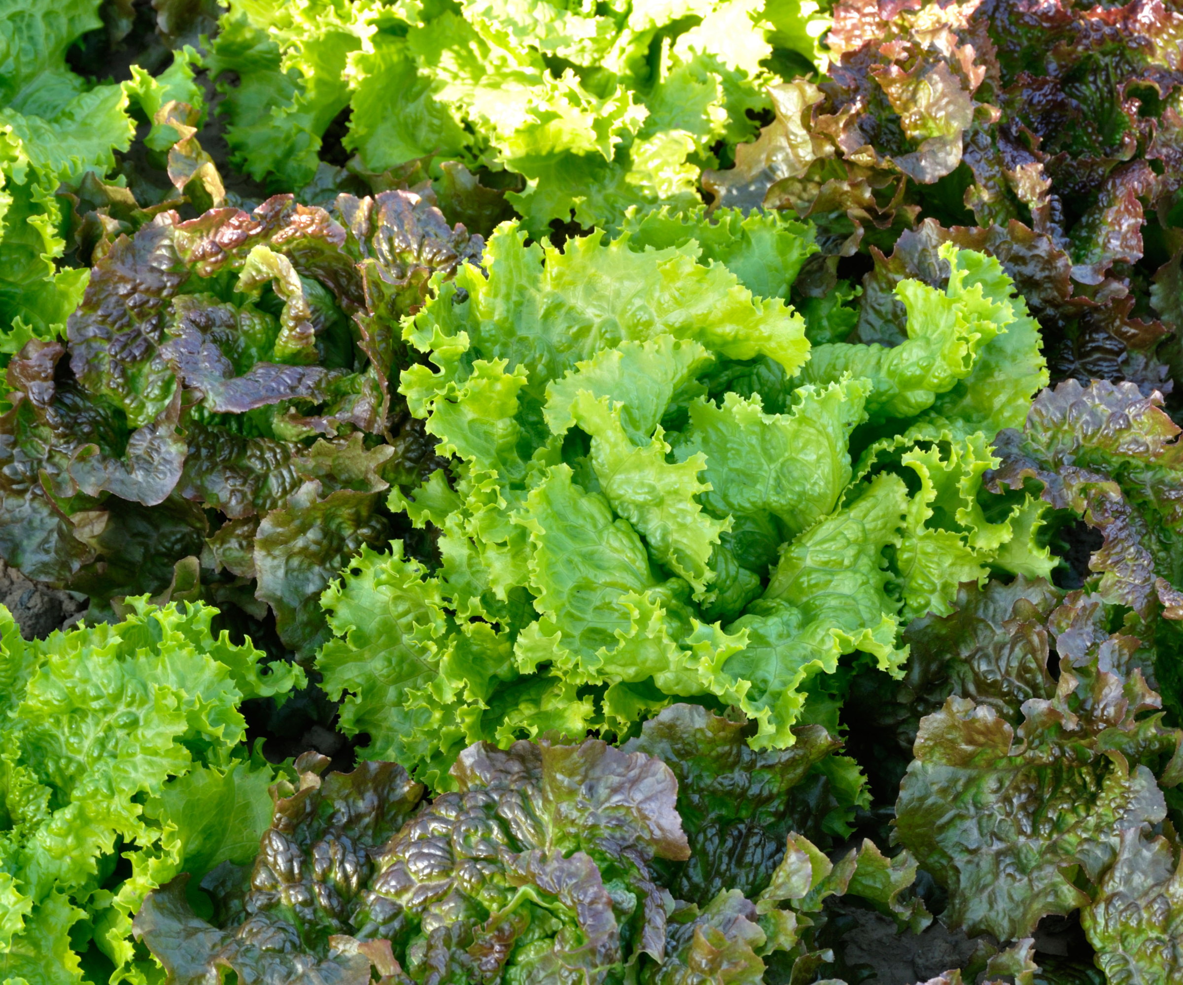 Red and green varieties of Batavia lettuce