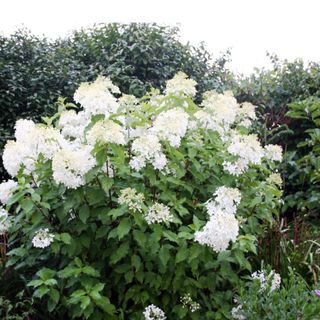 Phantom Hydrangea 1 Gallon Potted