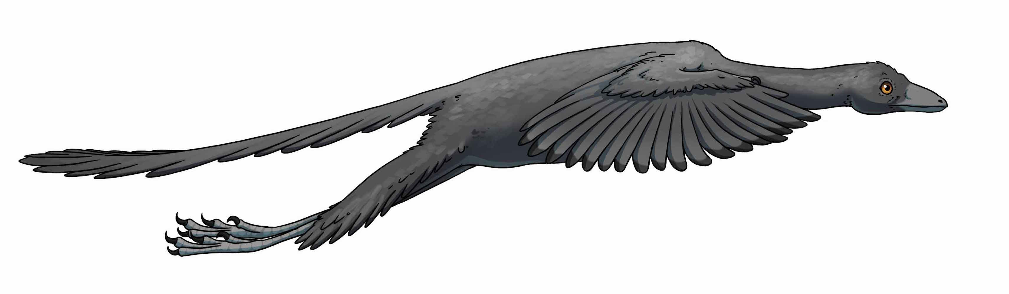 An artist&#39;s interpretation of what Archaeopteryx looked like in flight.