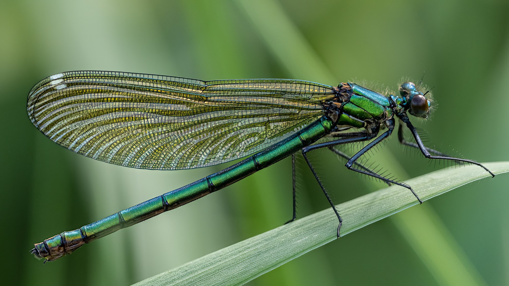 Dragonfly on plant