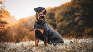 a Rottweiler sits in the grass in front of a forested background