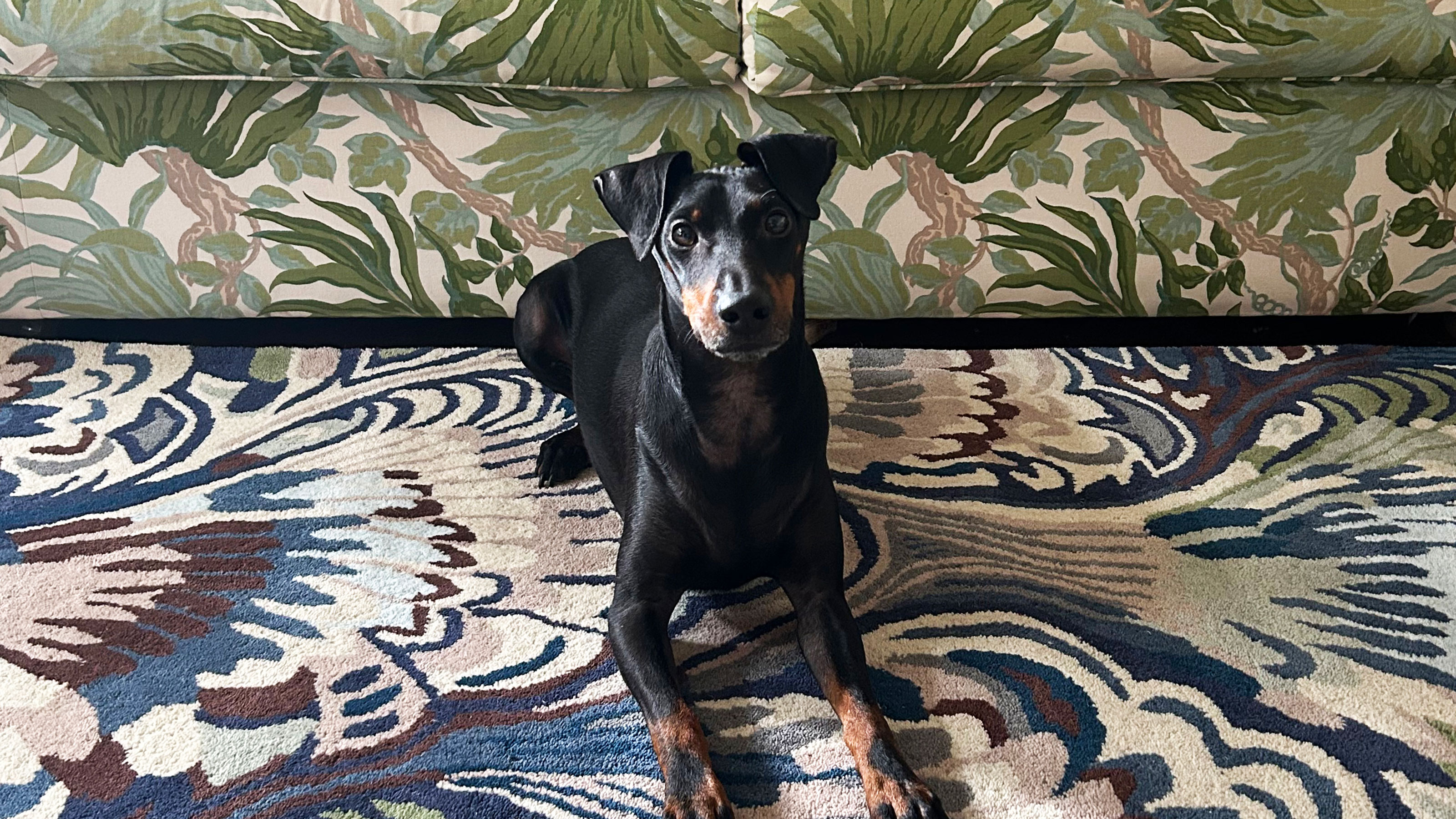 Dog sitting on blue marbled rug in front of green botanical patterned sofa 