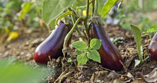 Eggplants growing in the soil