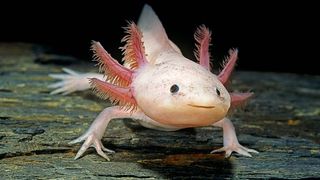 axolotl 