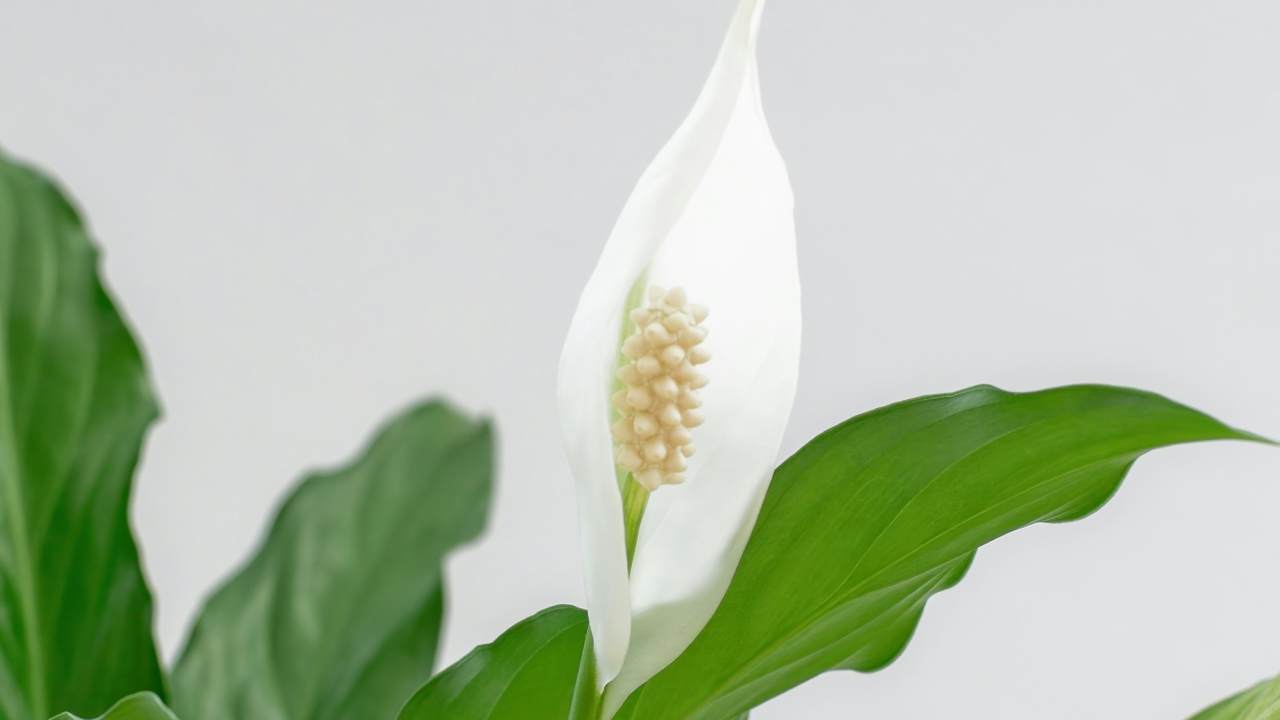 Cooling houseplants