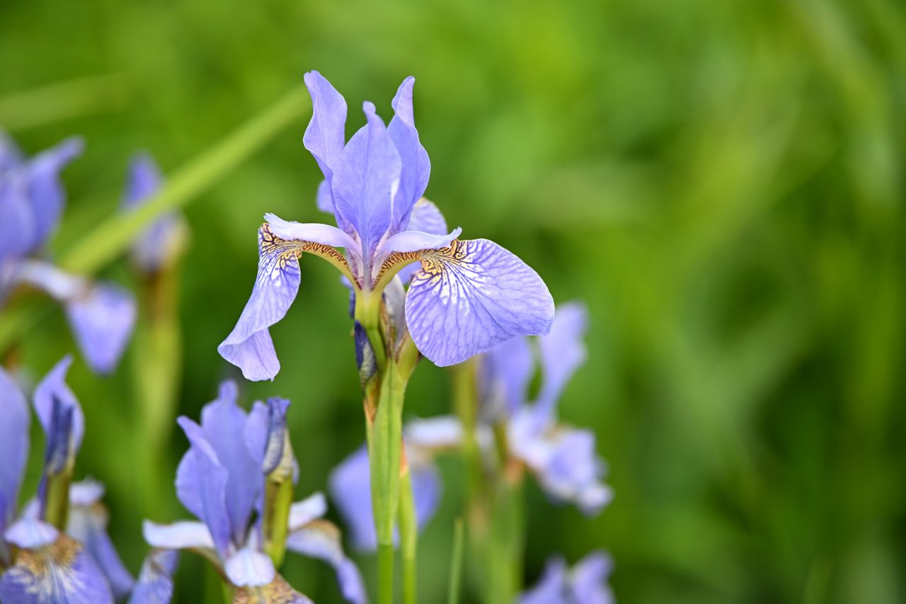 Viltrox AF 90mm f/2.2 Evo sample image
