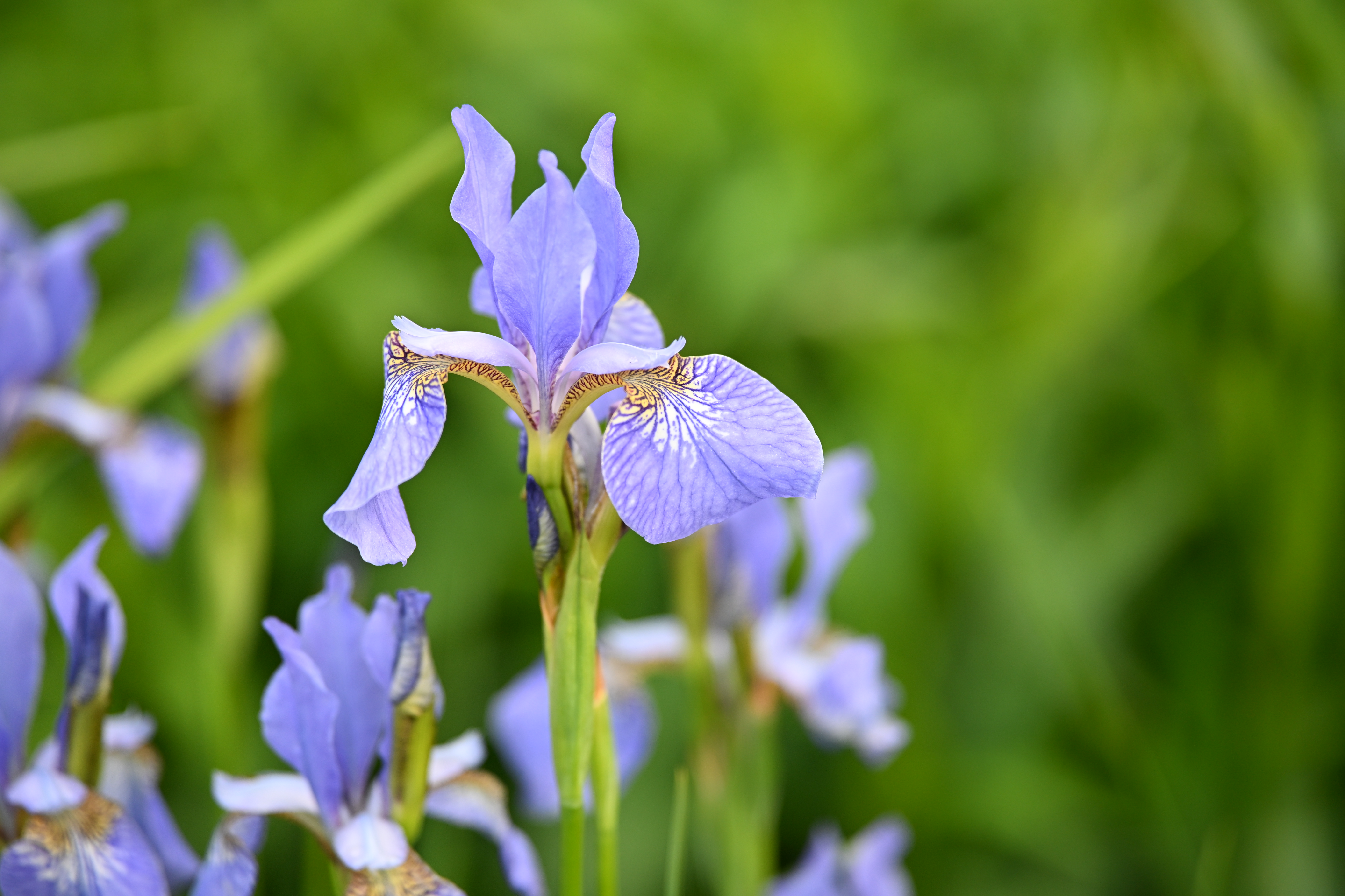 Viltrox AF 90mm f/2.2 Evo sample image