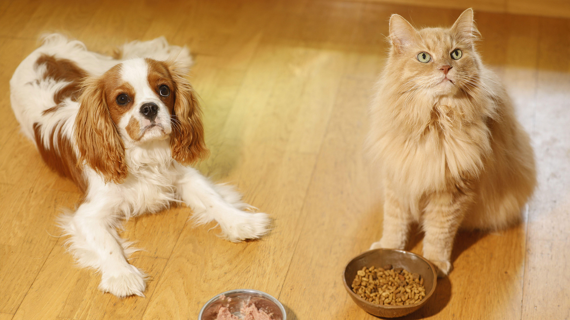 Cavalier King Charles Spaniel and cat with bowls of food
