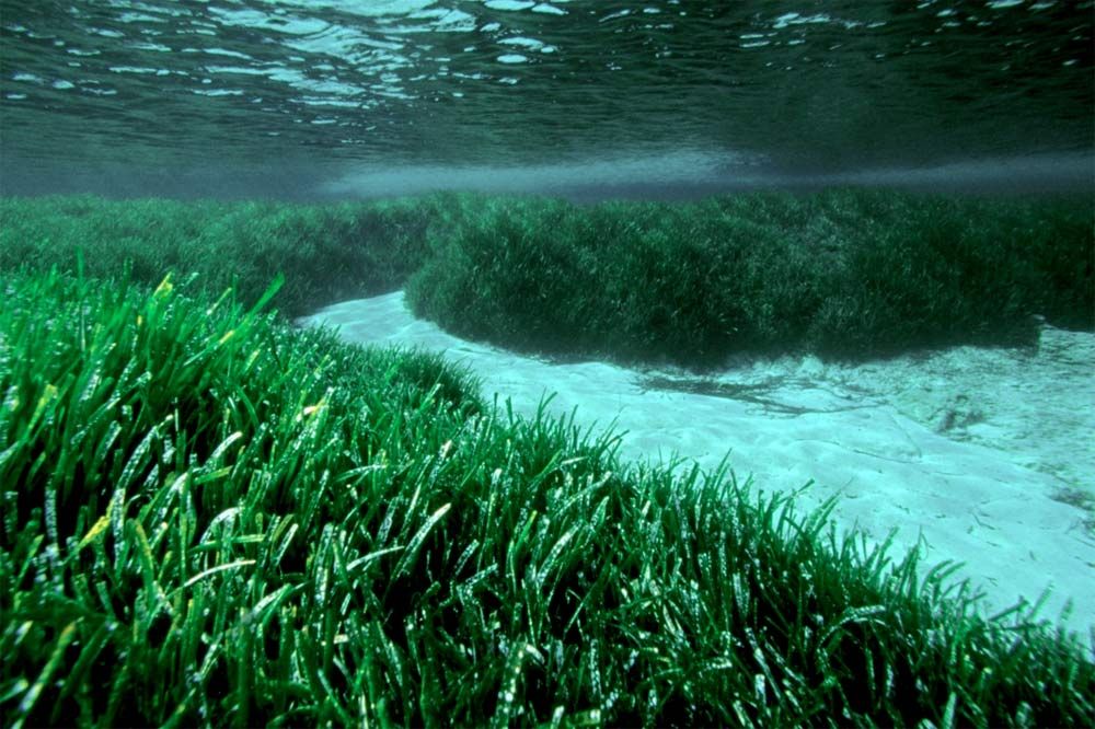 Clones of the seagrass &lt;em&gt;Posidonia oceanica&lt;/em&gt; may be the oldest and largest organisms on Earth.