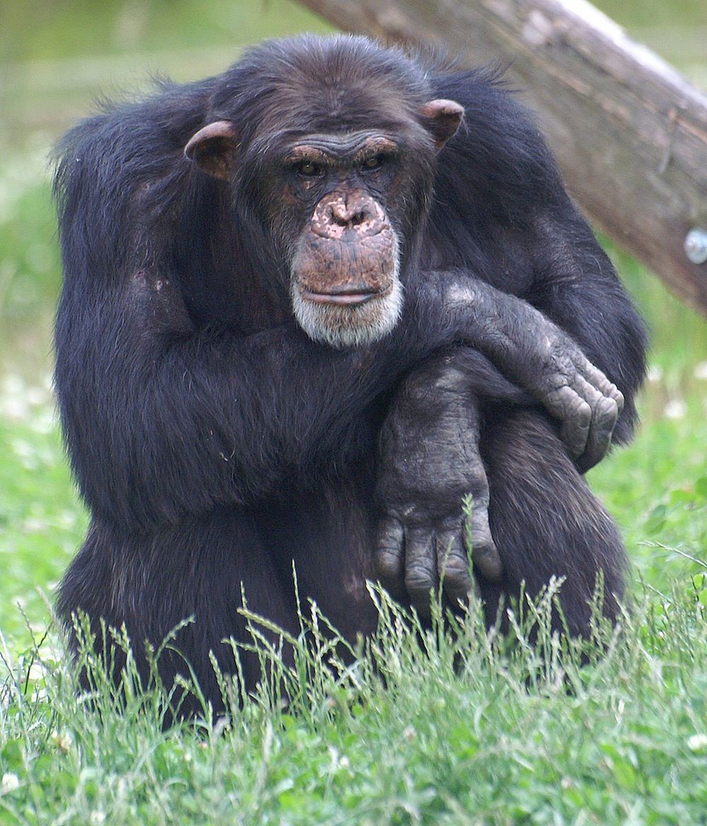 Male Western Chimpanzee