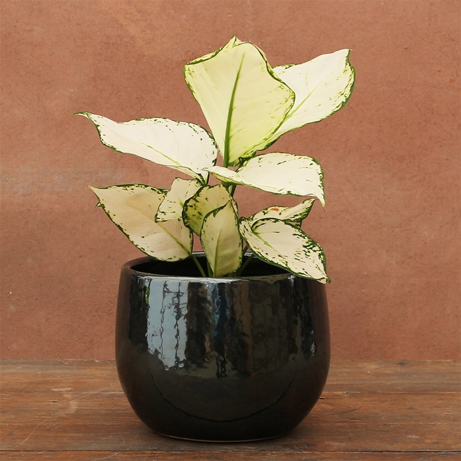 Aglaonema 'white Joy'