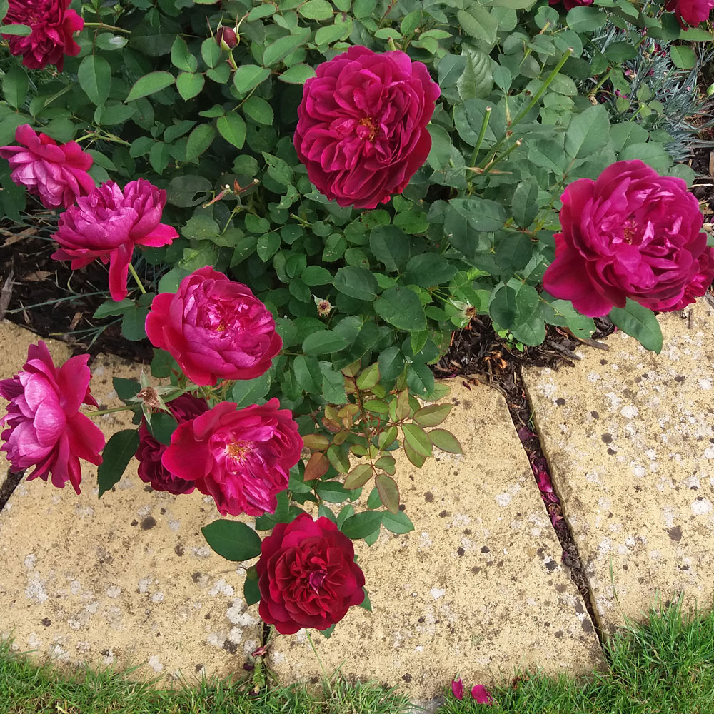 cottage garden path