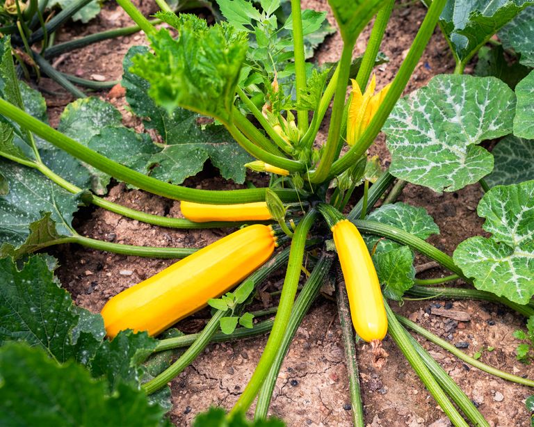 10 Hot Weather Vegetables For Sweltering Summer Gardens | Gardening ...