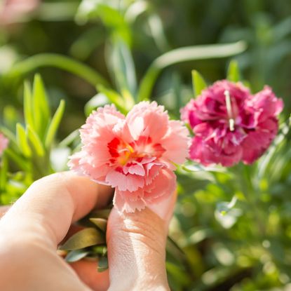 deadheading dianthus flowers in summer