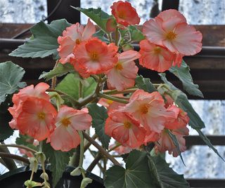 flowers, begonias