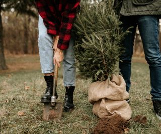 Planting Christmas tree