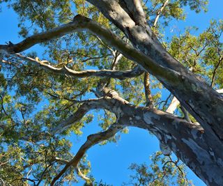A large mature eucalyptus tree