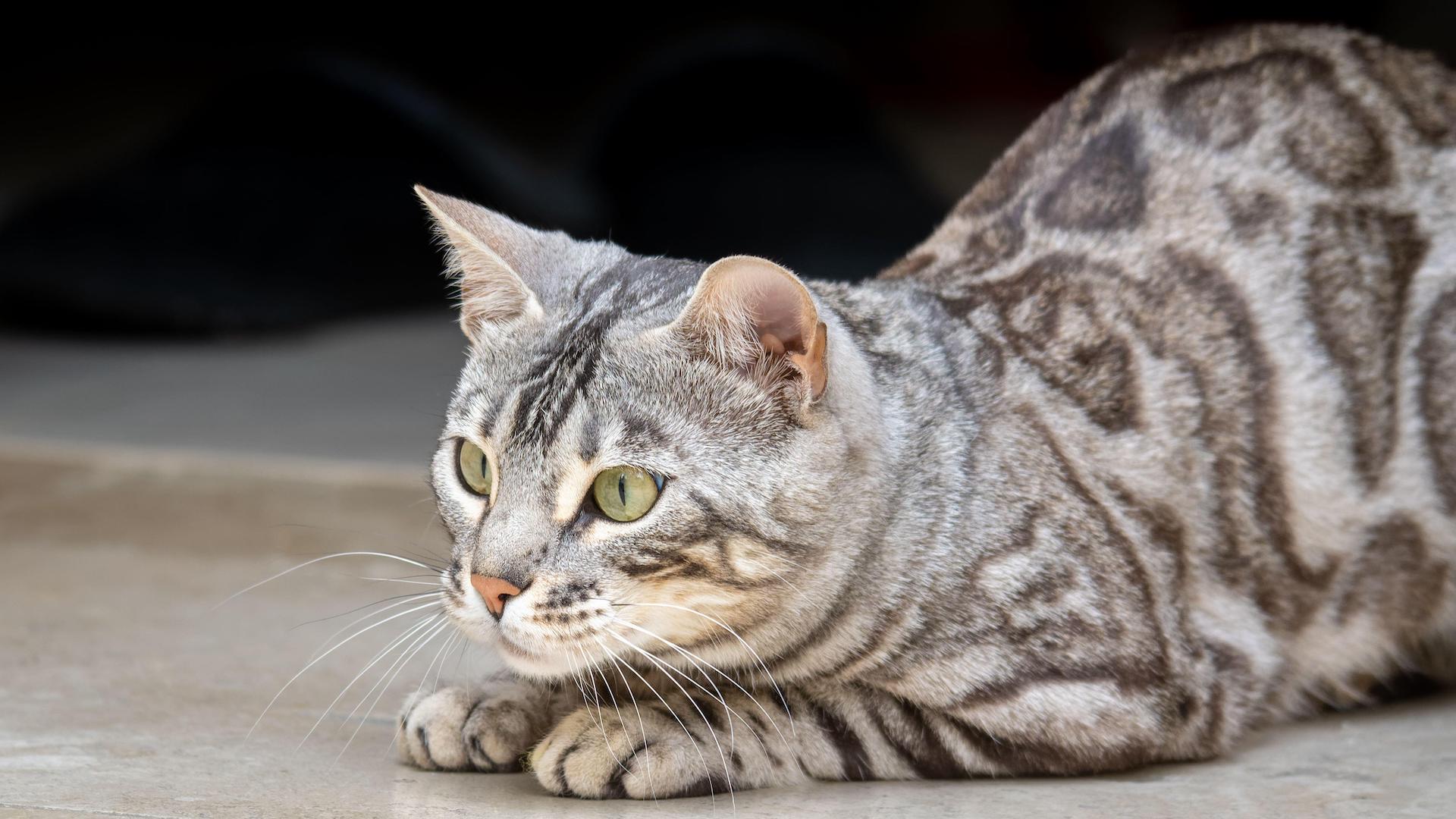Silver bengal cat crouching